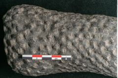 Foto (Detailansicht) von Knorria imbricata Sternbg. (NHMW-GEO-2024-0188-11041)
